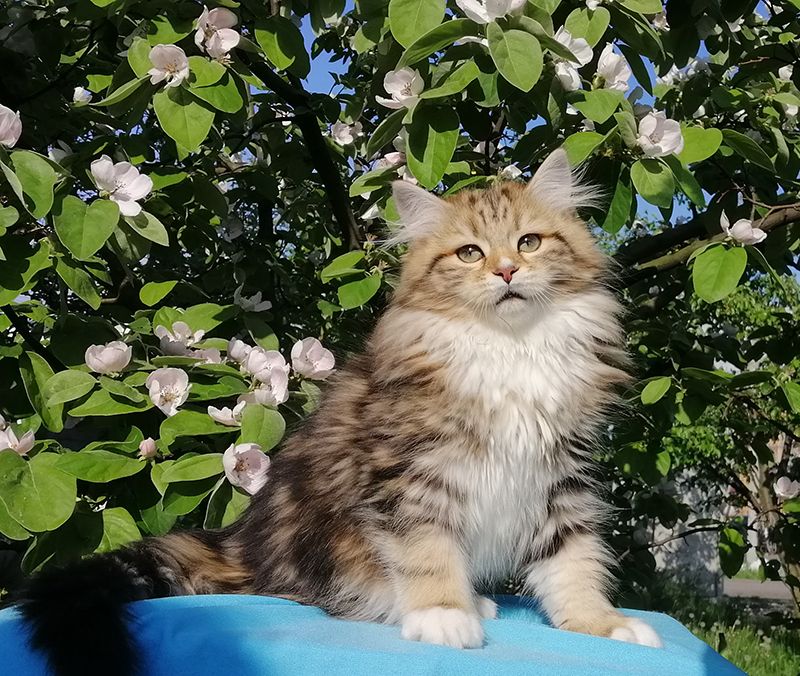 Dagir Larimur. Larimur/Ларимур питомник невских маскарадных кошек