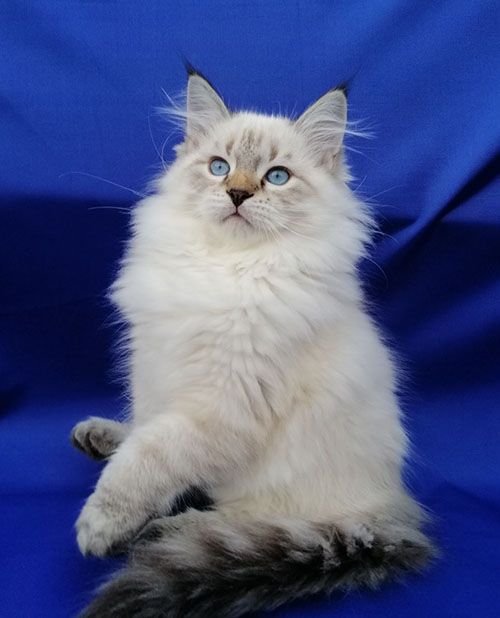 Dagir Larimur. Larimur/Ларимур питомник невских маскарадных кошек