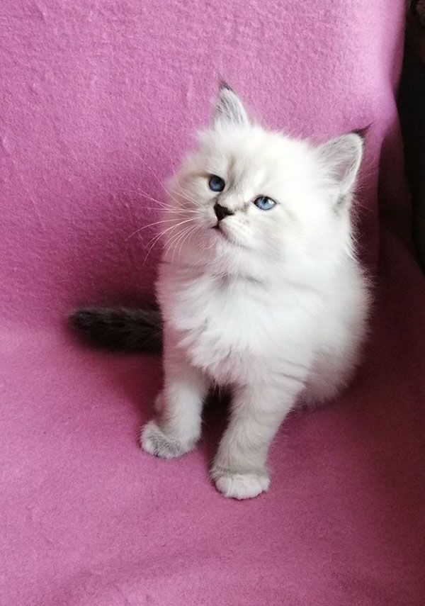 Darimur Larimur. Larimur/Ларимур питомник невских маскарадных кошек