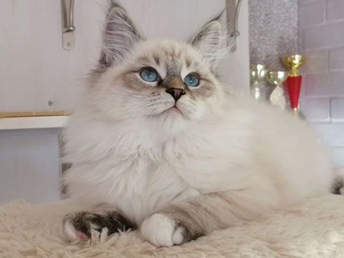 Darimur Larimur. Larimur/Ларимур питомник невских маскарадных кошек