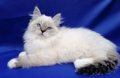 Deniza Larimur. Larimur/Ларимур питомник невских маскарадных кошек