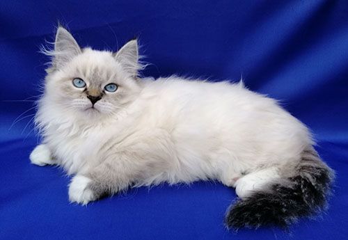 Deniza Larimur. Larimur/Ларимур питомник невских маскарадных кошек