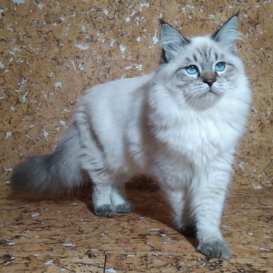 Gektor Larimur. Larimur/Ларимур питомник невских маскарадных кошек