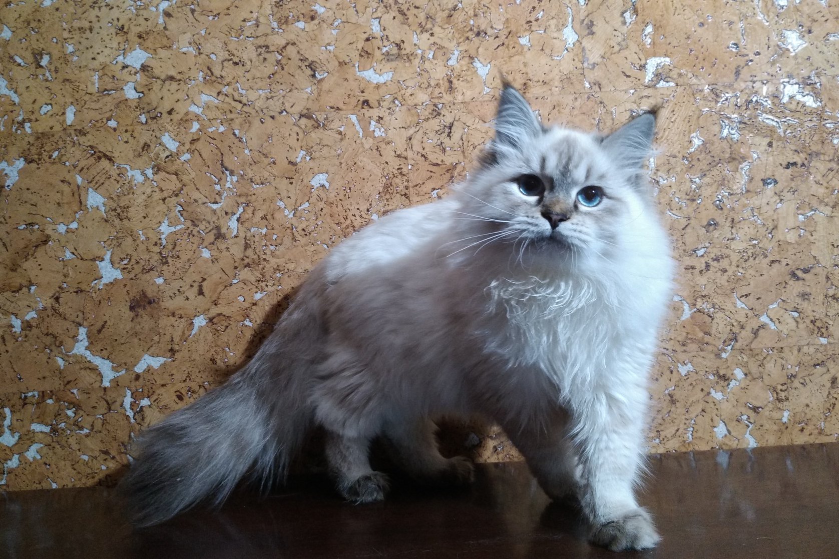 Grunya Larimur. Larimur/Ларимур питомник невских маскарадных кошек