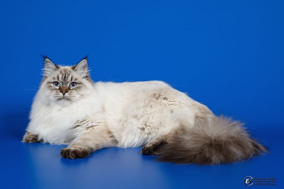 Grunya Larimur. Larimur/Ларимур питомник невских маскарадных кошек