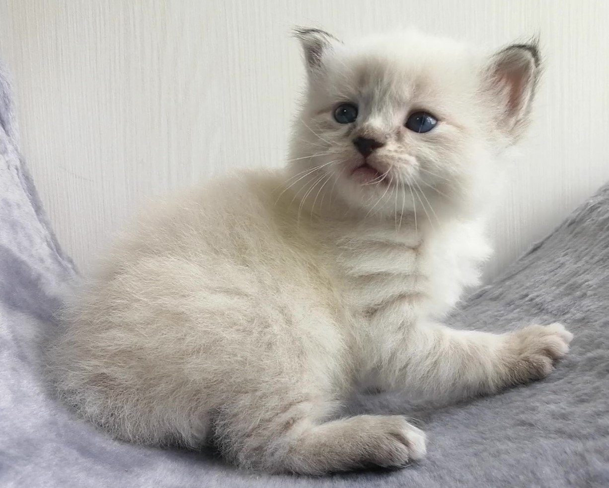 Karat  Larimur. Larimur/Ларимур питомник невских маскарадных кошек