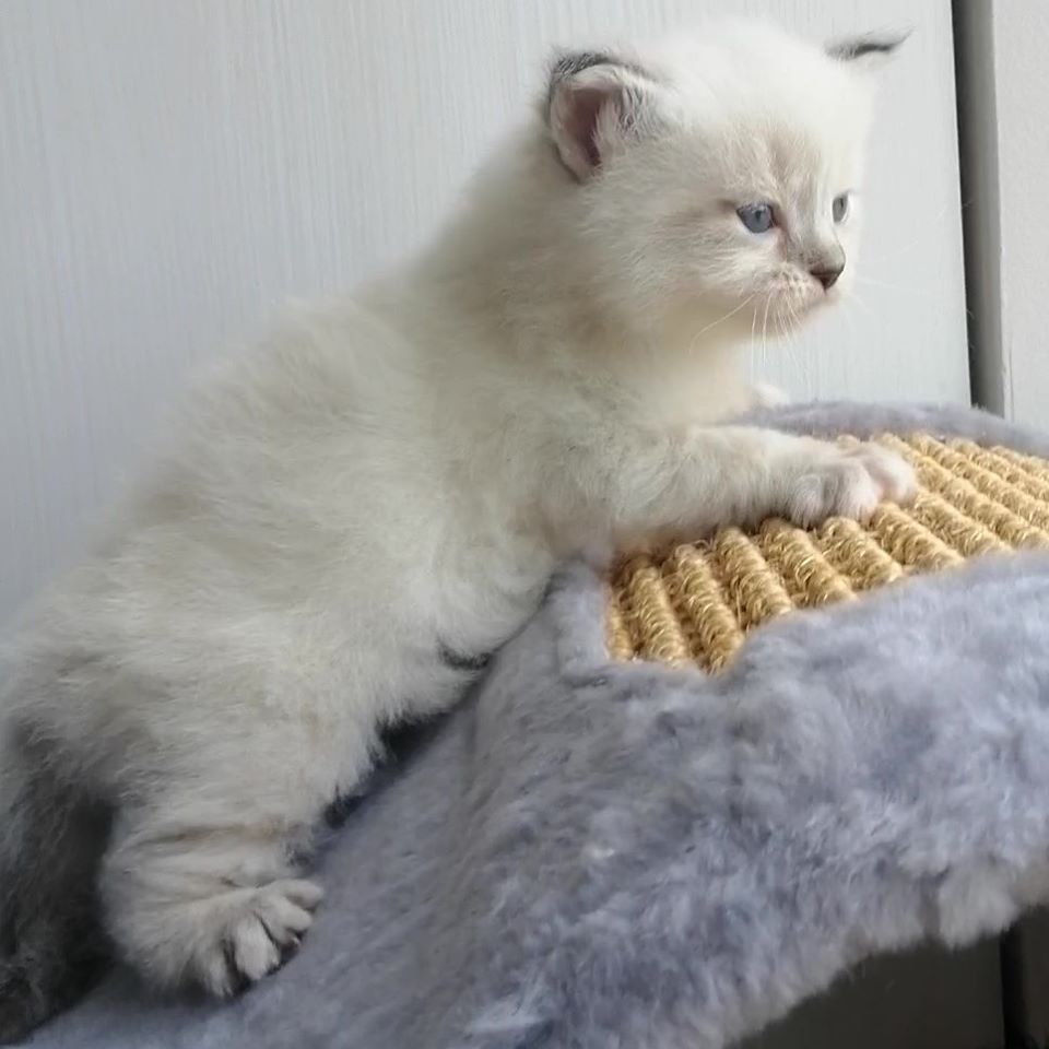 Karat  Larimur. Larimur/Ларимур питомник невских маскарадных кошек