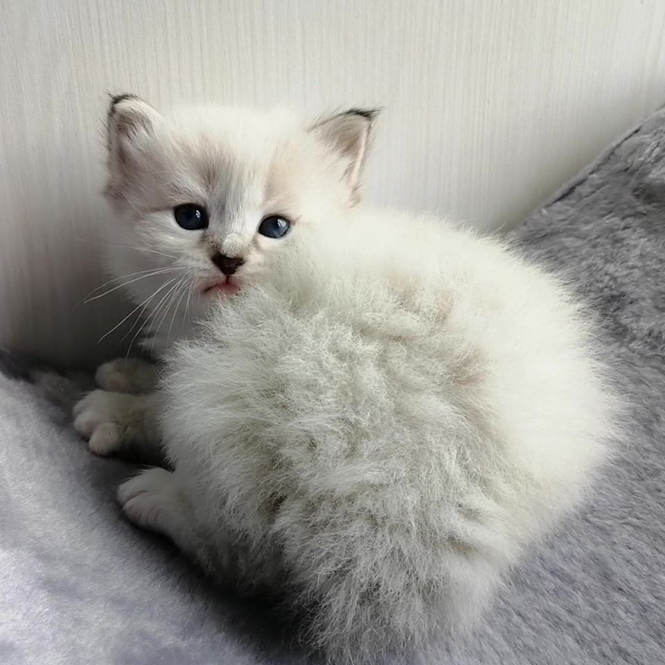 Kaiara  Larimur. Larimur/Ларимур питомник невских маскарадных кошек